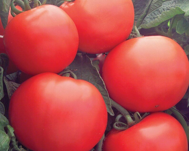 Bush Champion II Hybrid Tomato Seeds